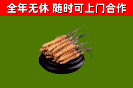 枝江市回收冬虫夏草