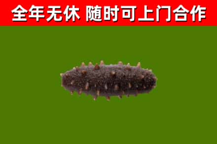 枝江市回收海参干